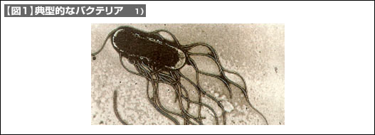 【図1】典型的なバクテリア
