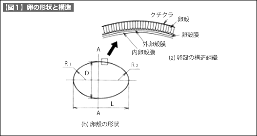 【図1】卵の形状と構造