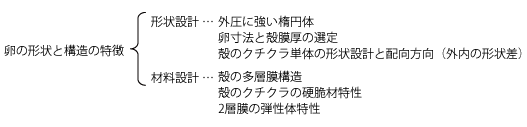 卵の形状と構造の特徴